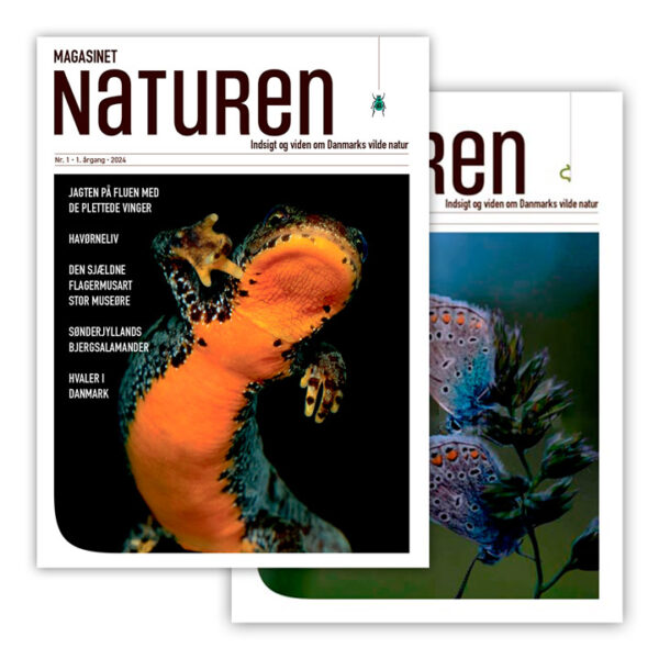 Magasinet Naturen abonnement, 1 år (2 udgivelser). Bestil her.