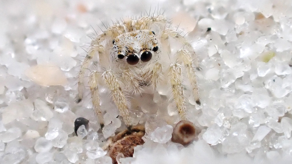 Den juvenile sandspringedderkop som Magnus fandt. Foto: Magnus Bauer